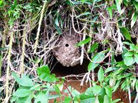 2017年10月30日 香川県さぬき市津田町鶴羽mitzの家周りで発見したスズメバチの巣の写真