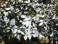 2018年2月4日 香川県さぬき市津田町鶴羽 晩白柚に積もった雪の写真