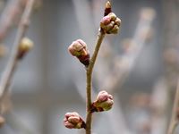 2018年3月6日 さぬき市津田町鶴羽 mitz 暖地桜桃の蕾の写真