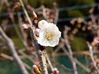 2018年3月11日 香川県さぬき市津田町鶴羽 mitzの家の暖地桜桃開花の写真