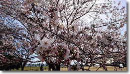 2018年3月30日 とらまる公園の桜の写真