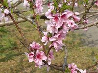 2018年4月3日 さぬき市津田町鶴羽 mitz 桃の花の写真