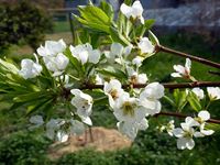 2018年4月3日 さぬき市津田町鶴羽 mitz スモモの花の写真