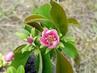 2018年4月6日 さぬき市津田町 mitzの家 カリンの花の写真