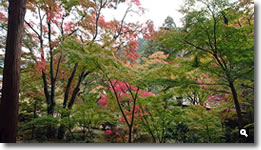 2018年10月31日 大窪寺の紅葉の写真