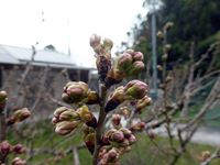 2019年3月6日 さぬき市津田町鶴羽 mitz 暖地桜桃の蕾の写真①