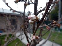 2019年3月6日 さぬき市津田町鶴羽 mitz 暖地桜桃の蕾の写真②