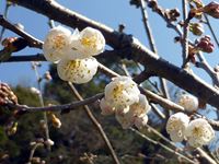 2019年3月8日 香川県さぬき市津田町鶴羽 mitzの家の暖地桜桃開花の写真