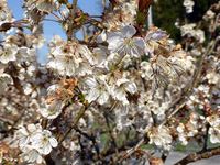 2019年3月21日 春分の日 mitzの家の暖地桜桃の写真