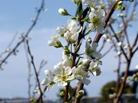 2019年3月21日 春分の日 mitzの家のすももの花の写真