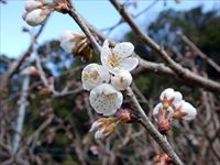 2020年3月5日 香川県さぬき市津田町鶴羽 mitzの家の暖地桜桃開花の写真