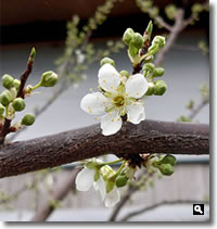 2020年3月11日 香川県さぬき市津田町鶴羽 mitzの家のすもも開花の写真