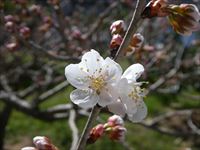 2021年3月1日 香川県さぬき市津田町鶴羽 mitzの家の暖地桜桃開花の写真