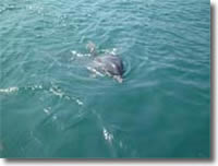 2002年3月10日撮影の津田のイルカの写真集へ