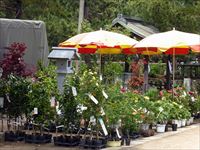 2017年5月13日（土）津田石清水神社春市 春市の苗木販売の写真