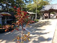 2019年5月11日（土）津田石清水神社春市で販売されていた苗木を購入！の写真