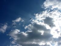 第19回津田の松原凧揚げ大会 飛行機と一緒に!
の写真