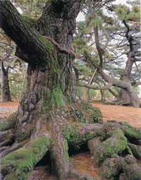 日本でも珍しい樹齢600年の根上がり松群の画像